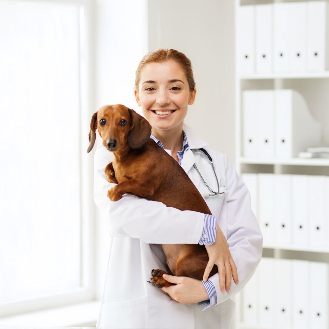 vet holding dachshund smiling