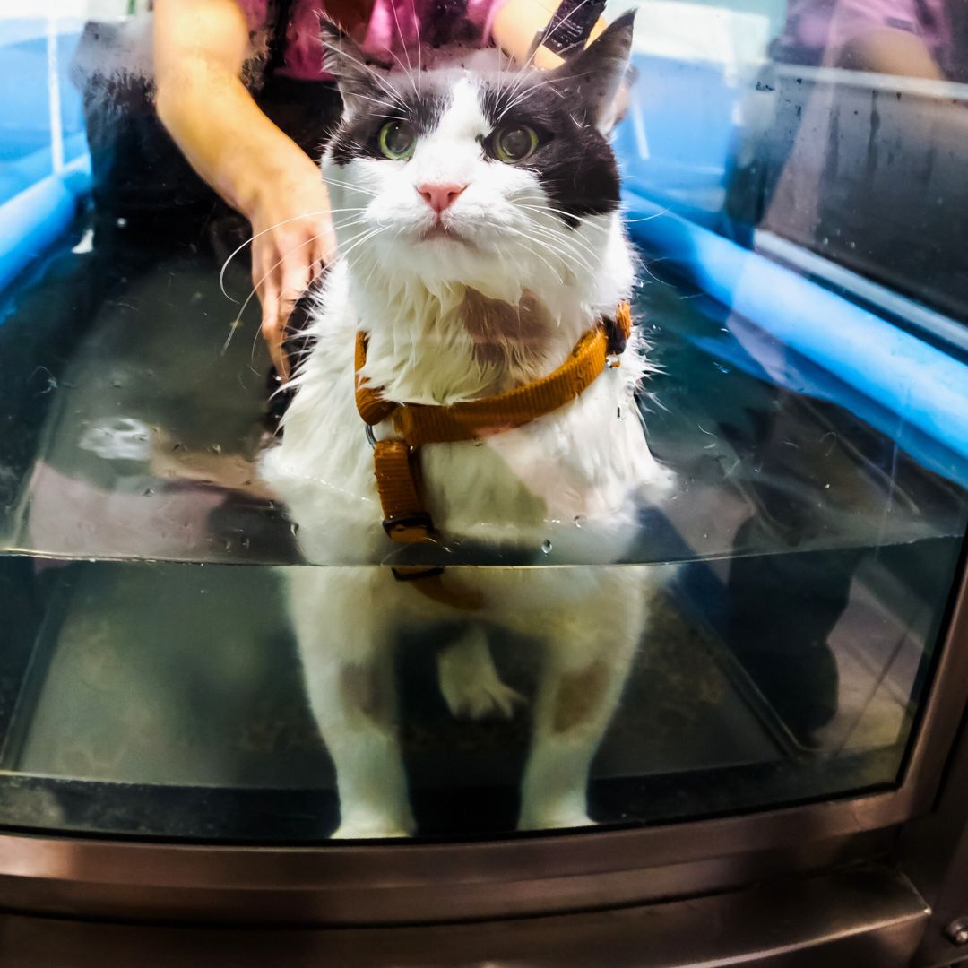 cat on water treadmill