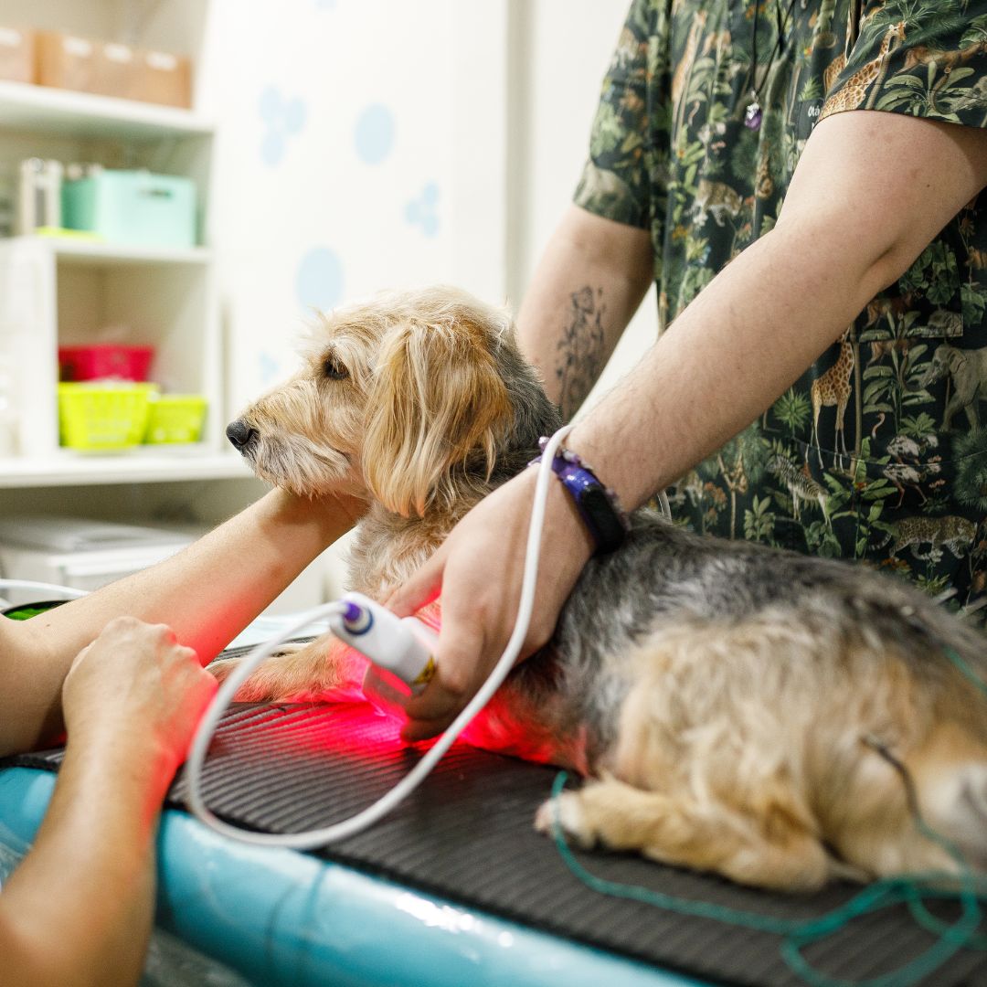 dog getting cold laser therapy and acupuncture