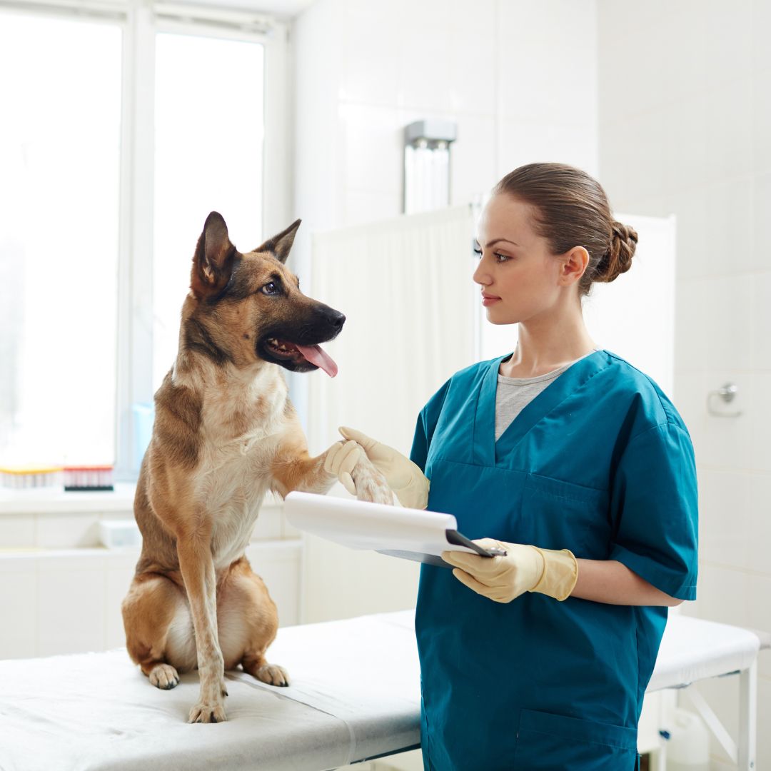 dog giving vet paw