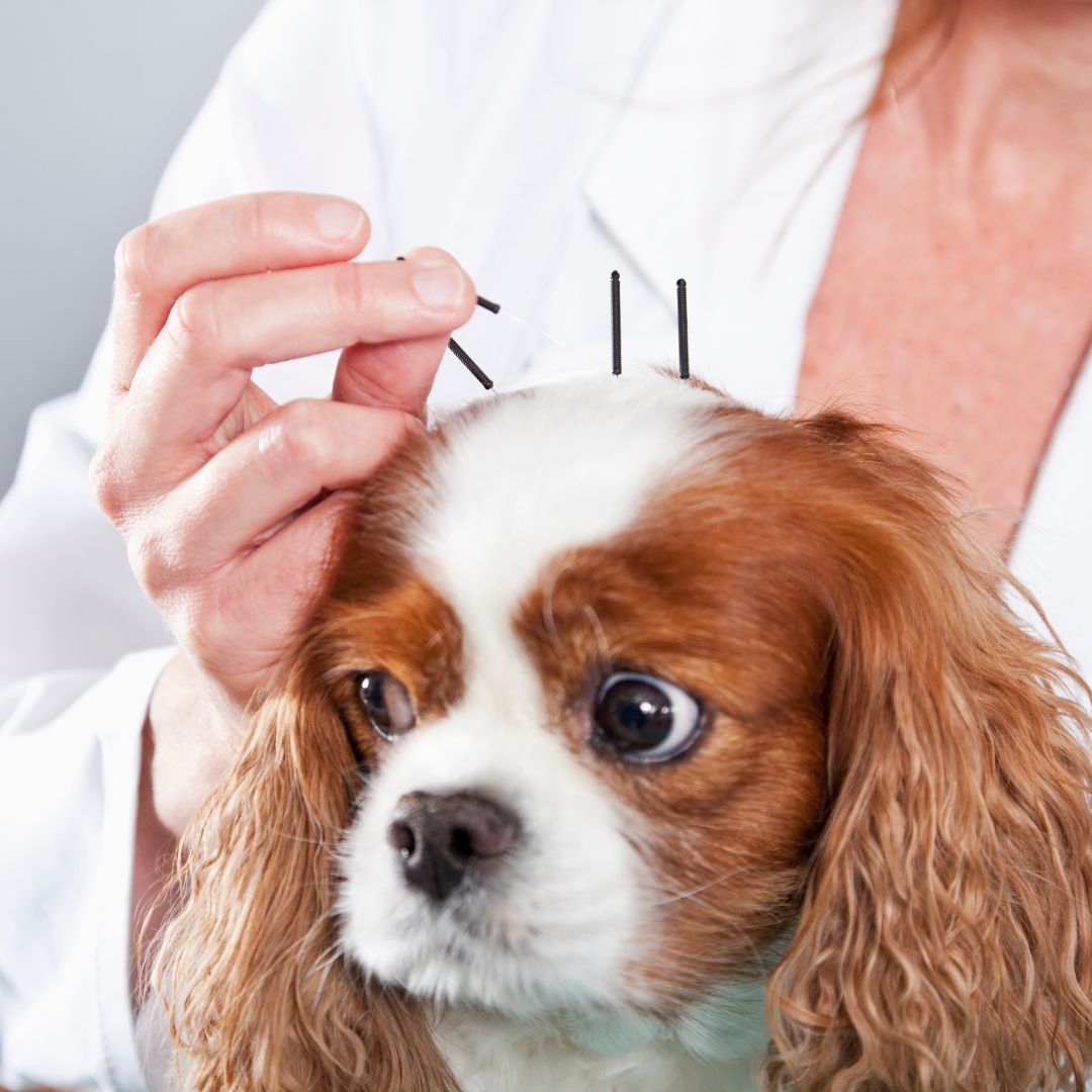 dog getting acupuncture