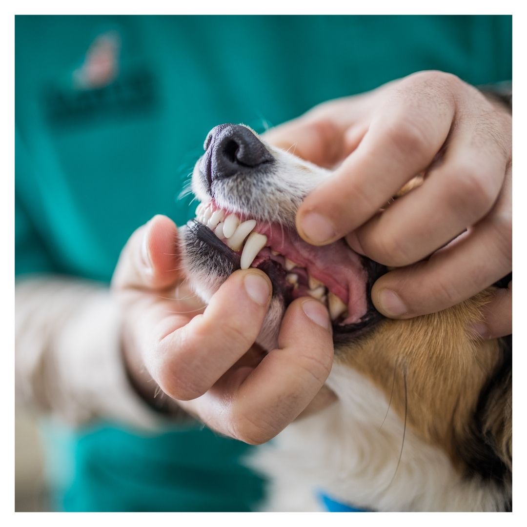 A vet technician looking at a pet's teeth