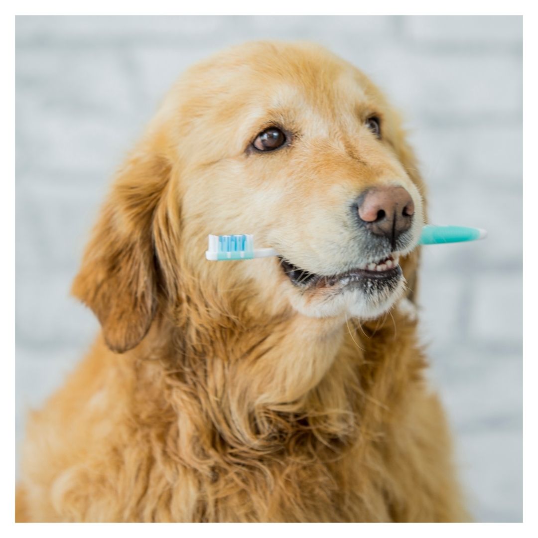 A dog holding a tooth brush in its teeth