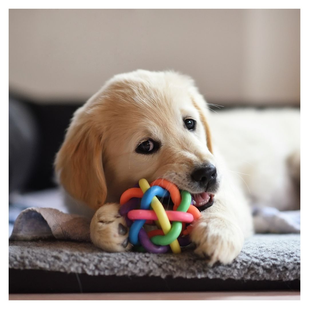 A puppy chewing on a rubber chew toy