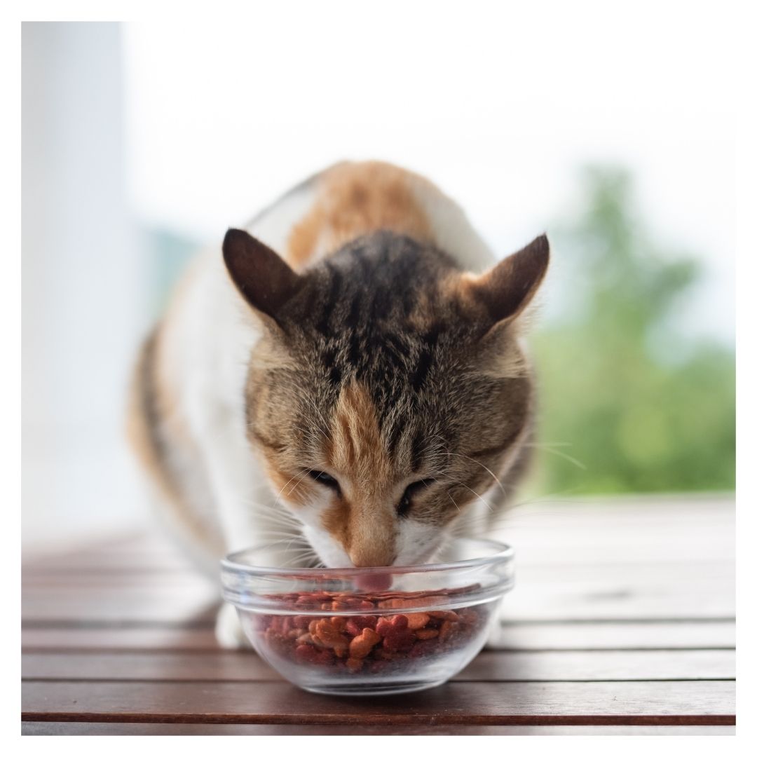 A cat eating well-balanced cat food