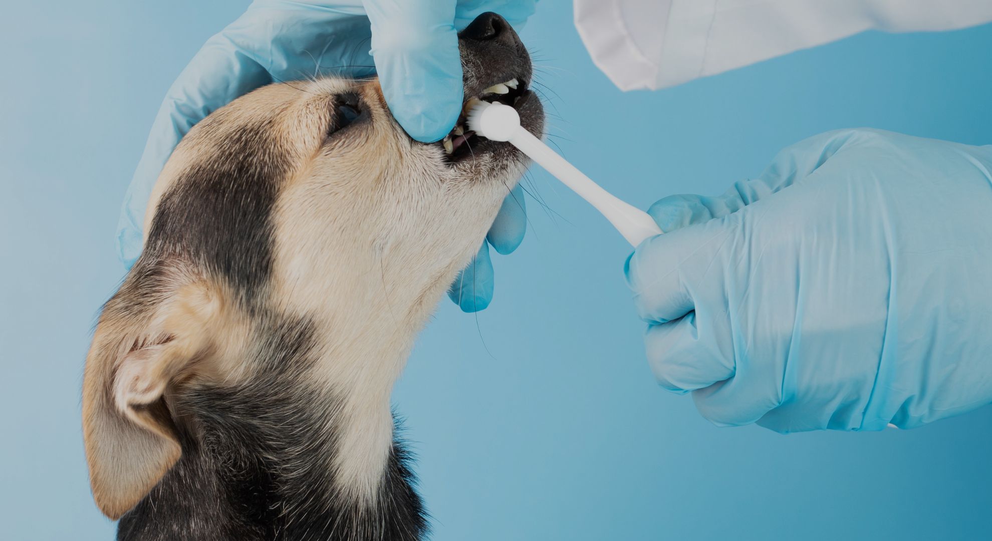 Dog having their teeth brushed by a professional