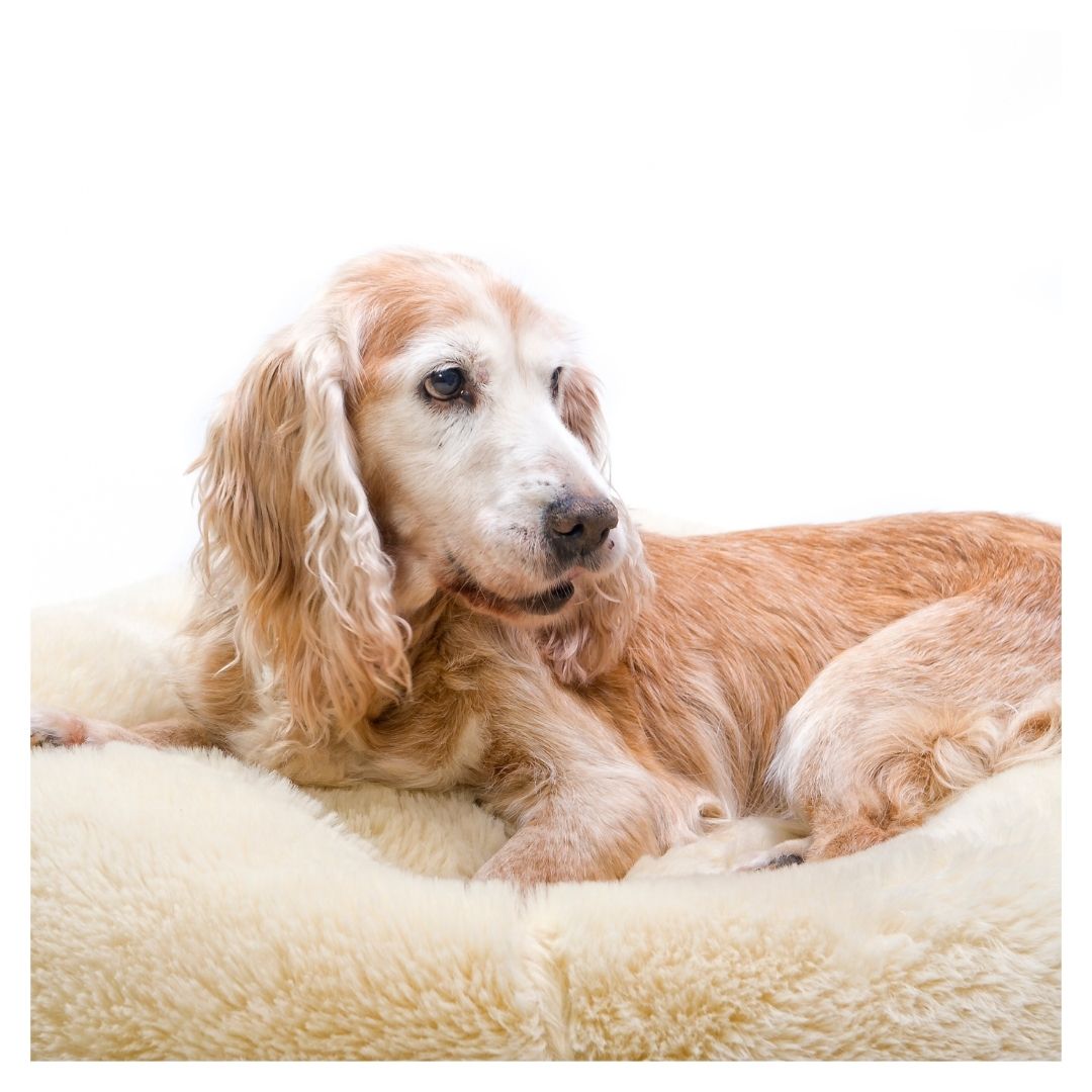 An elderly dog sitting on a bed