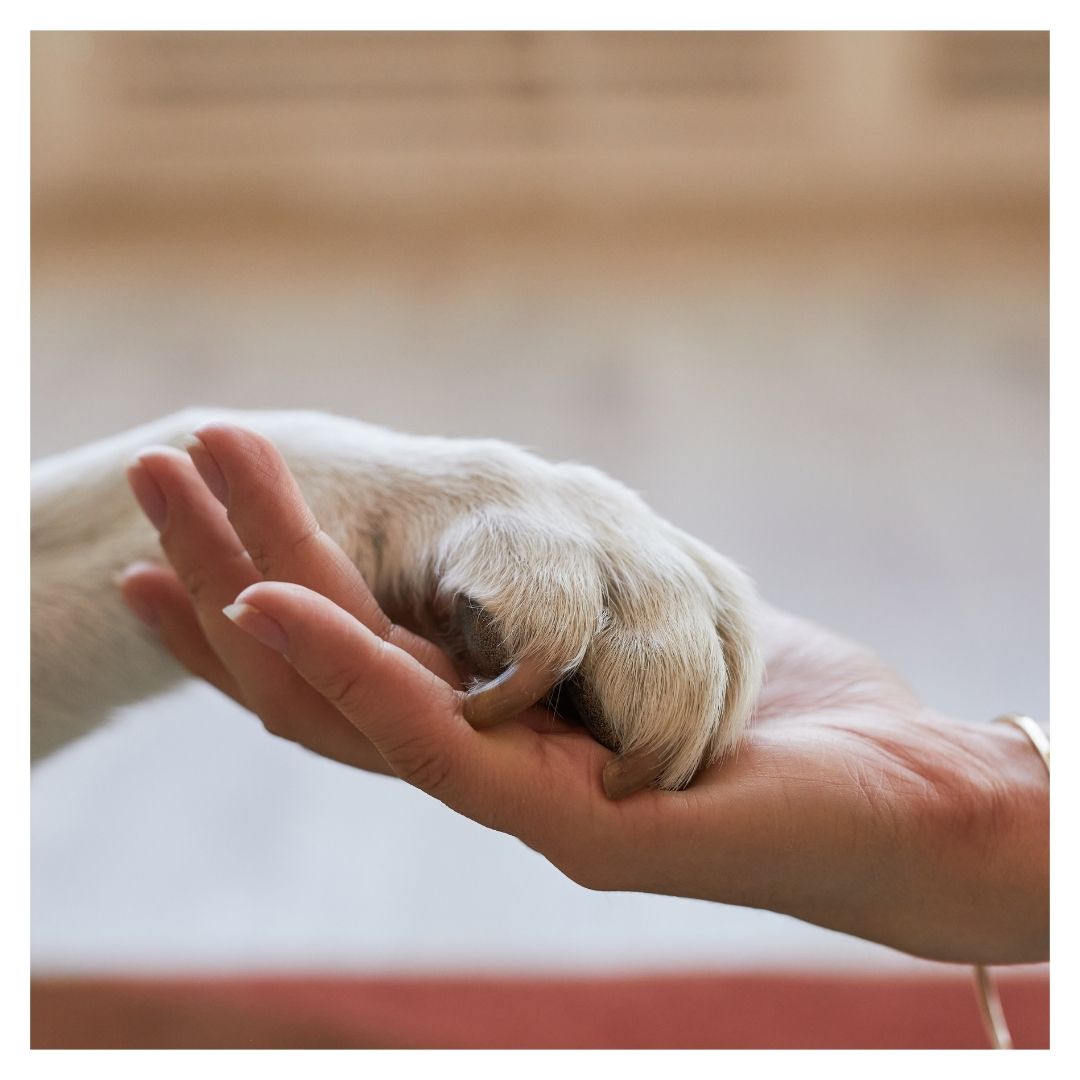 A person holds a dog's paw