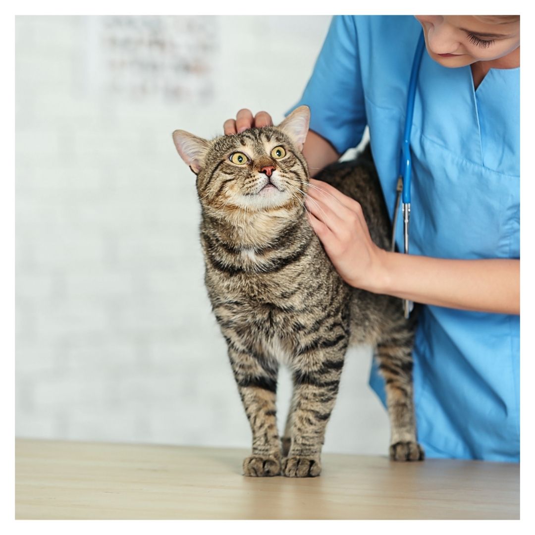 A vet petting a cat
