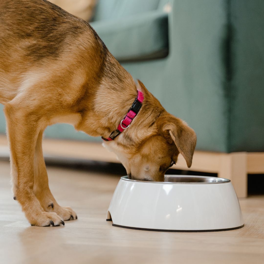 Dog eating out of bowl.
