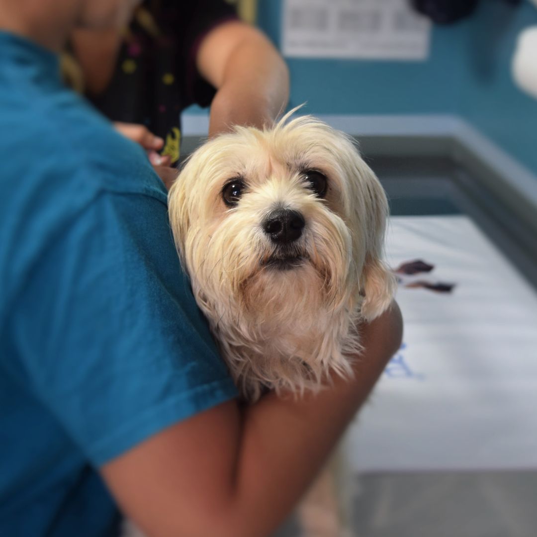 Dog at the vet clinic.
