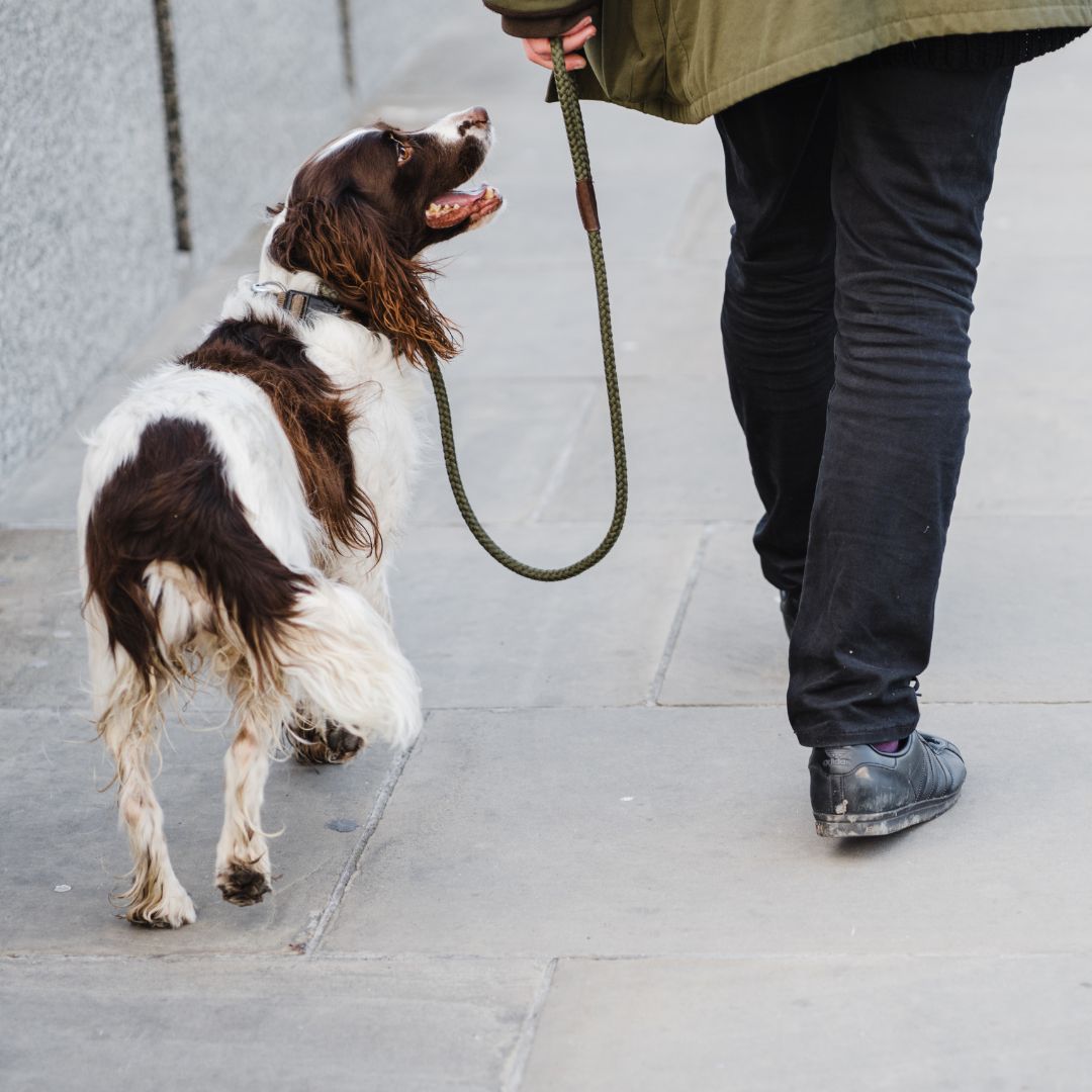 Dog walking.
