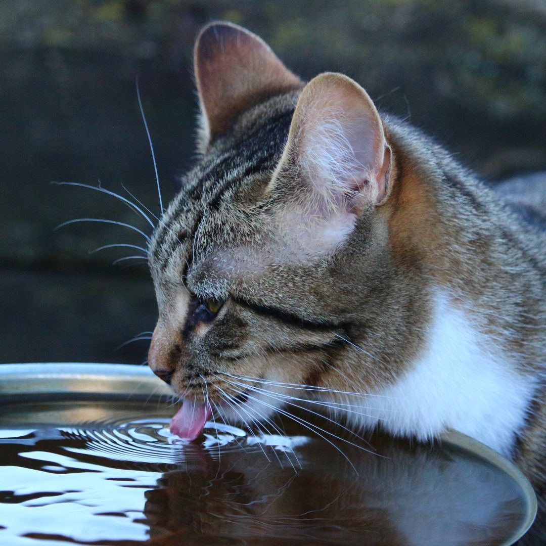 Cat drinking water.
