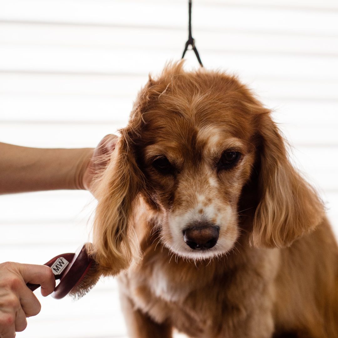Dog grooming.