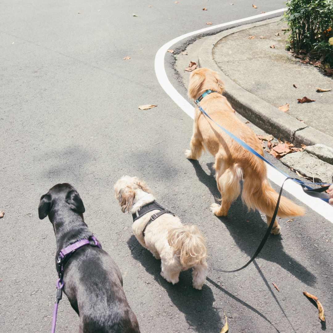 Dog walking.