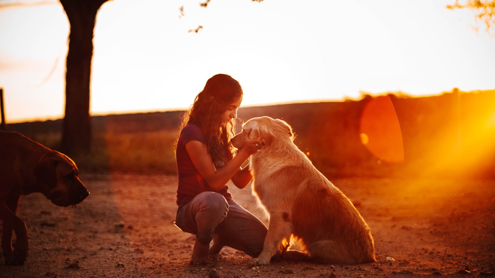 Dog outside with owner.