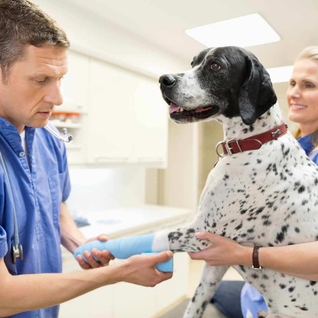 dog with a cast