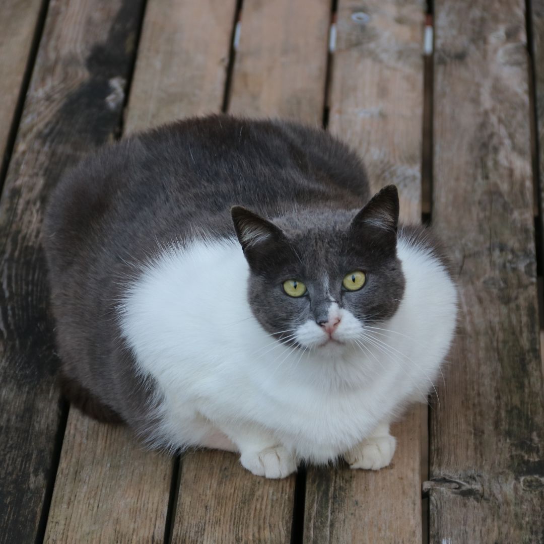 obese cat