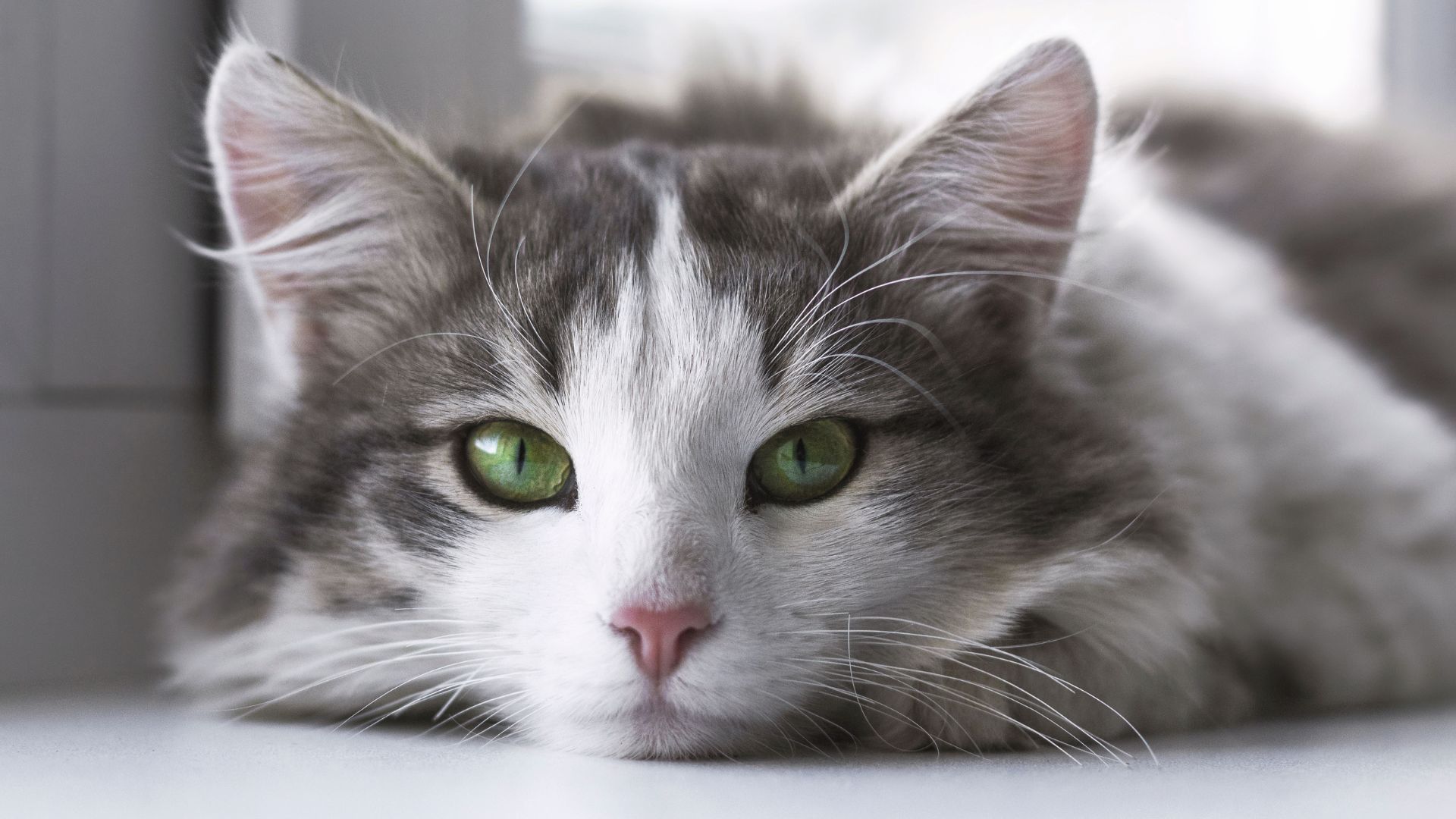cat laying down