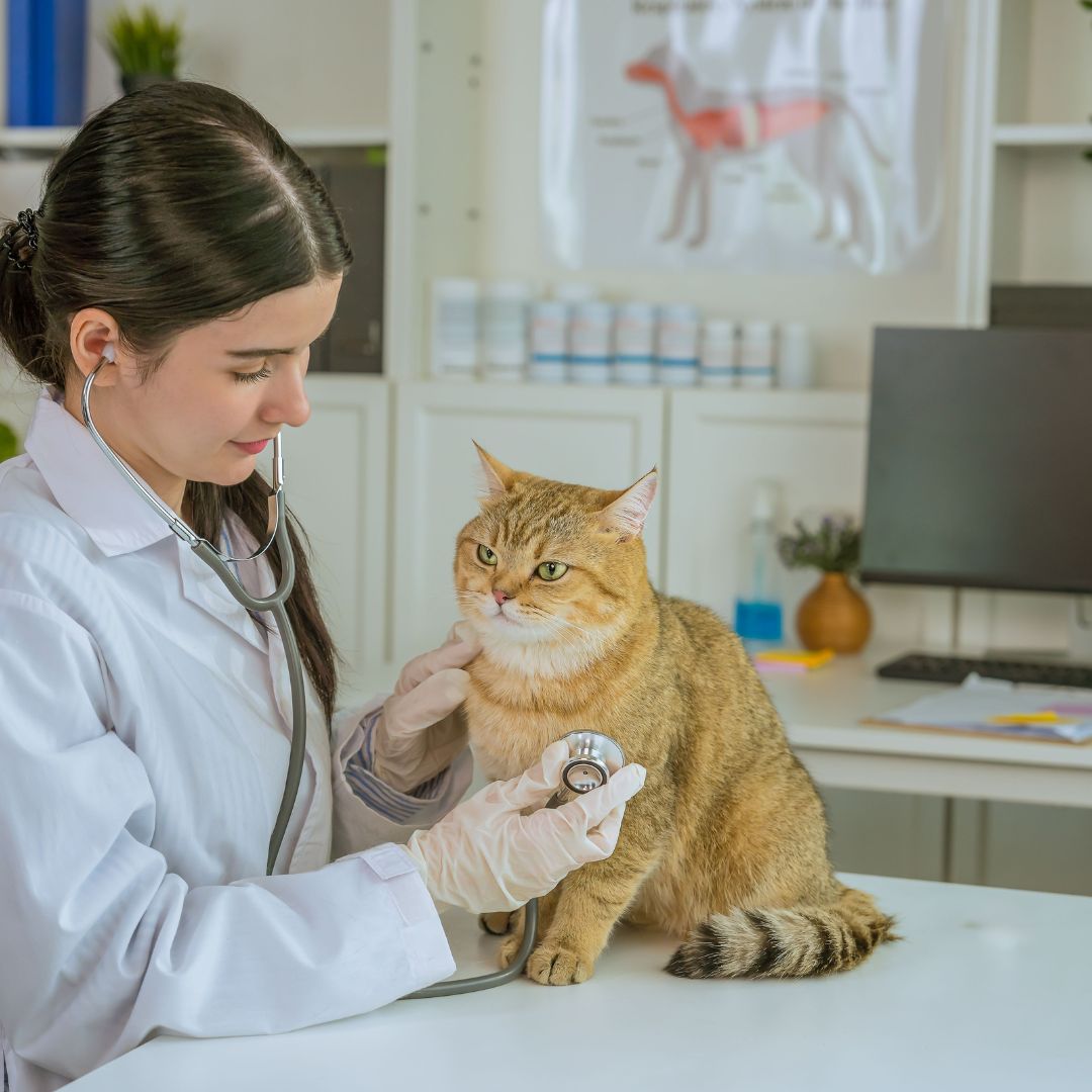 cat wellness exam