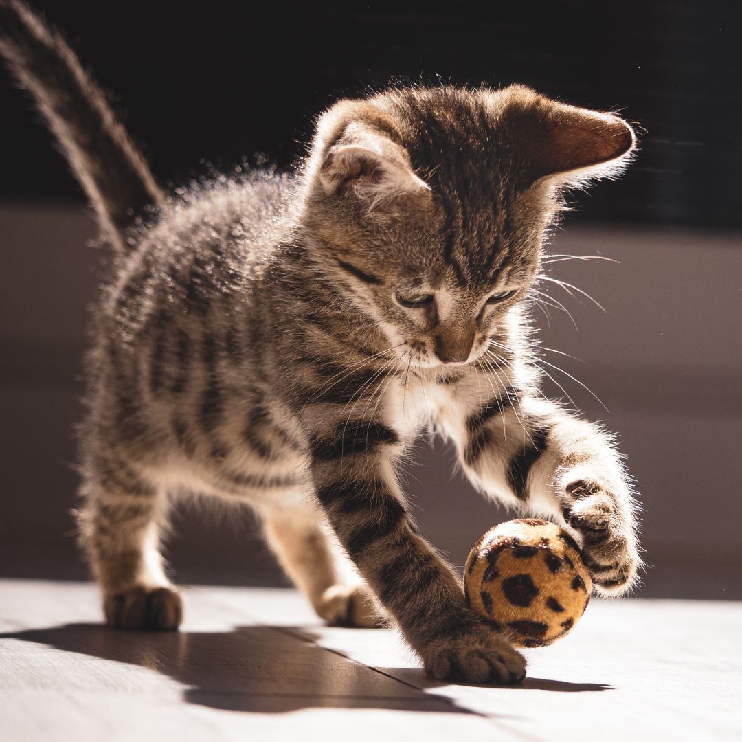 kitten playing
