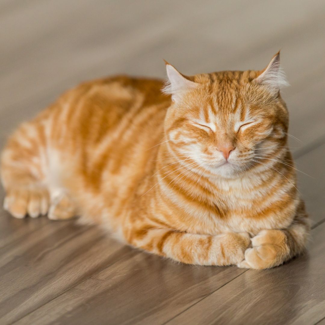 cat laying down