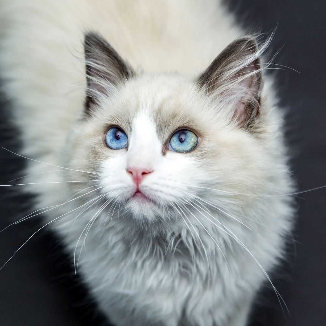 senior cat