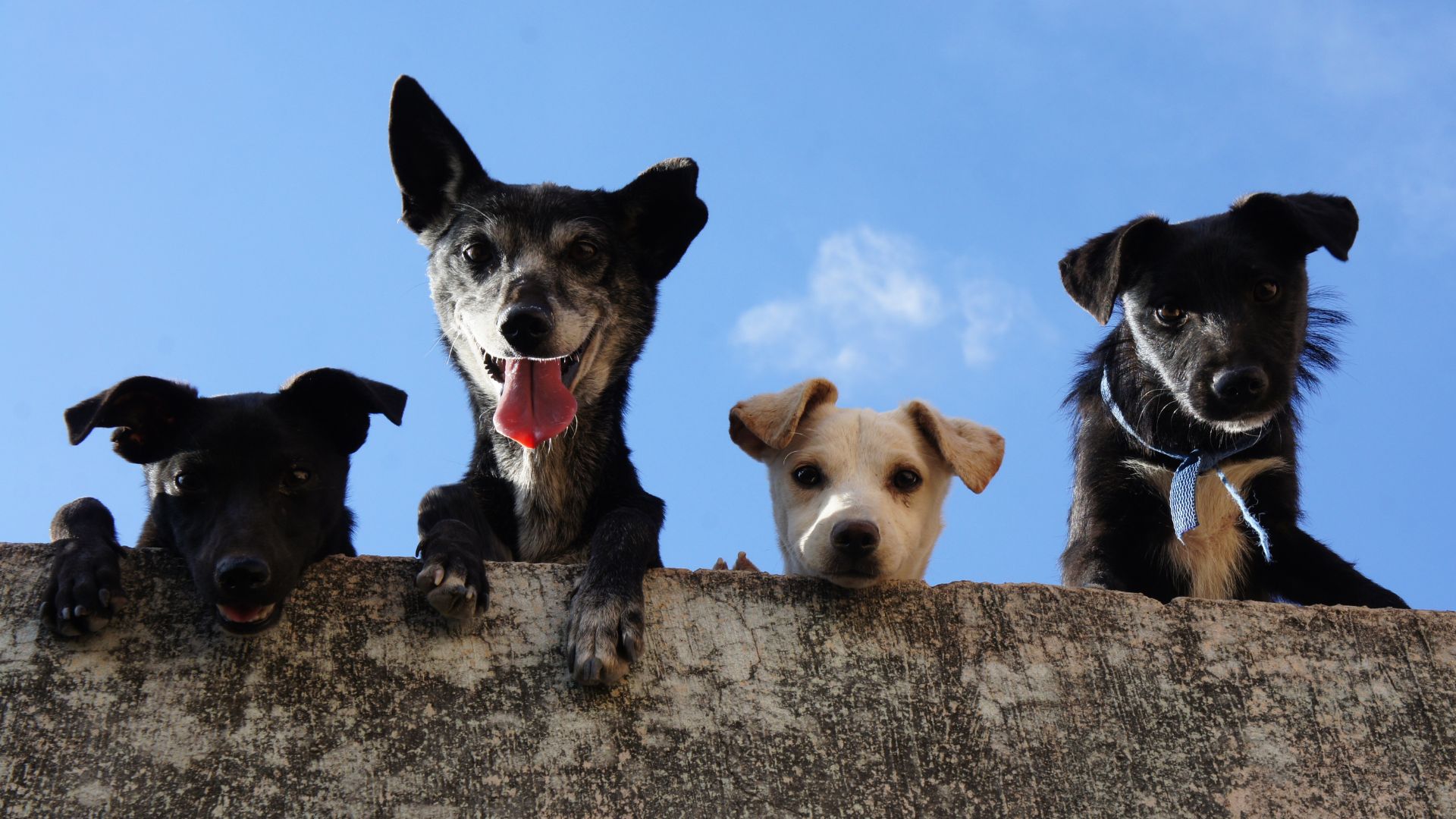 4 dogs peeking over wall
