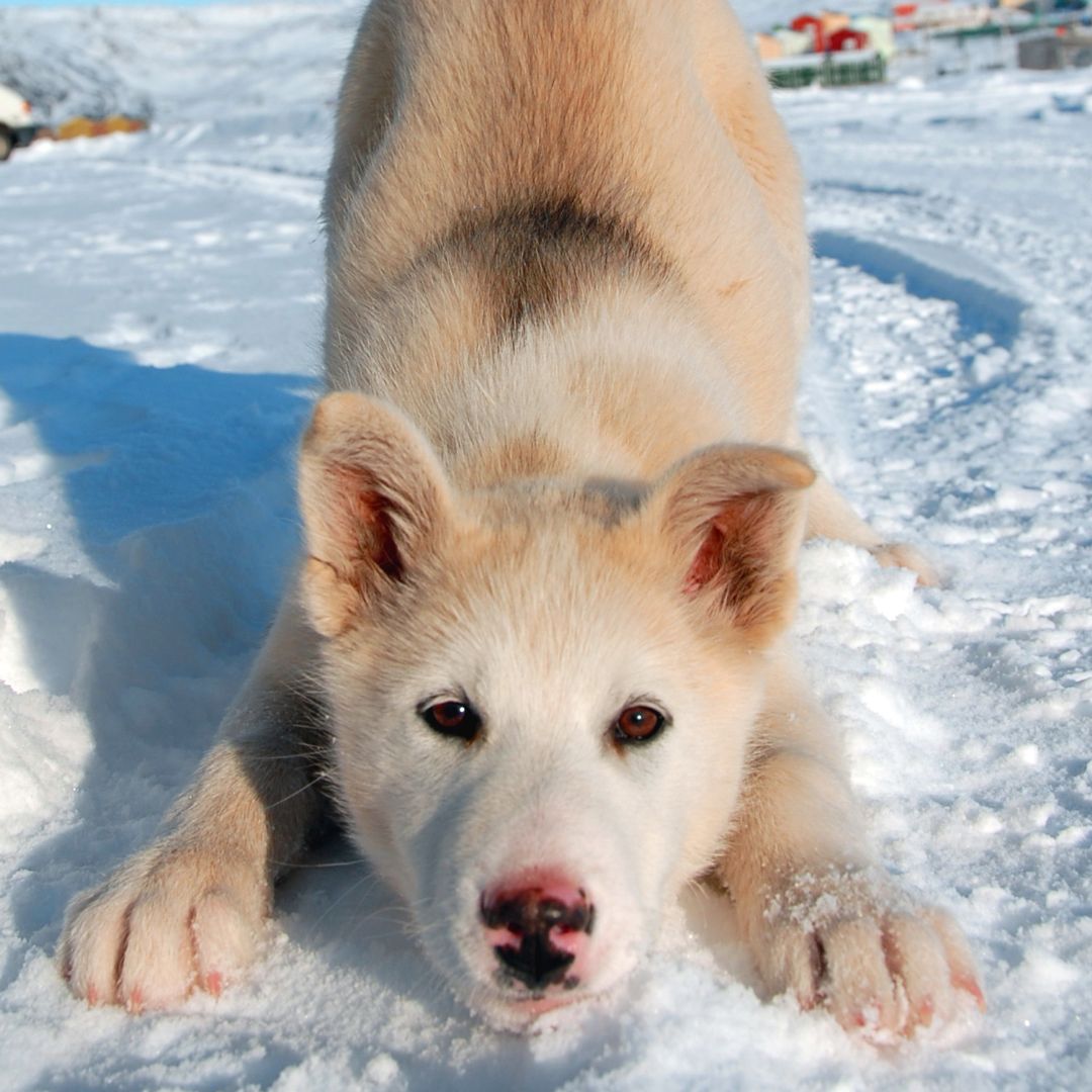 husky in the snow