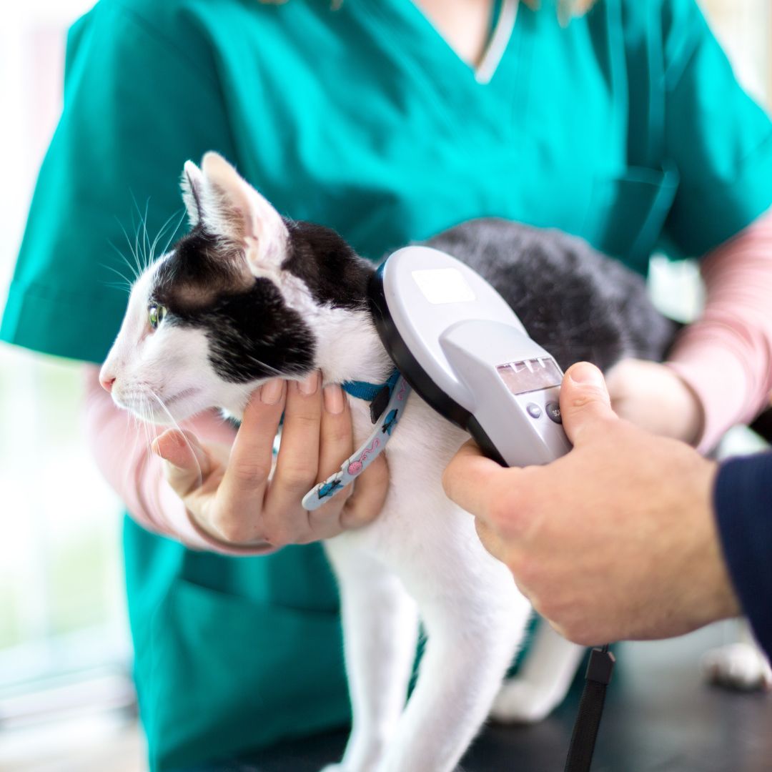 cat being scanned for a microchip