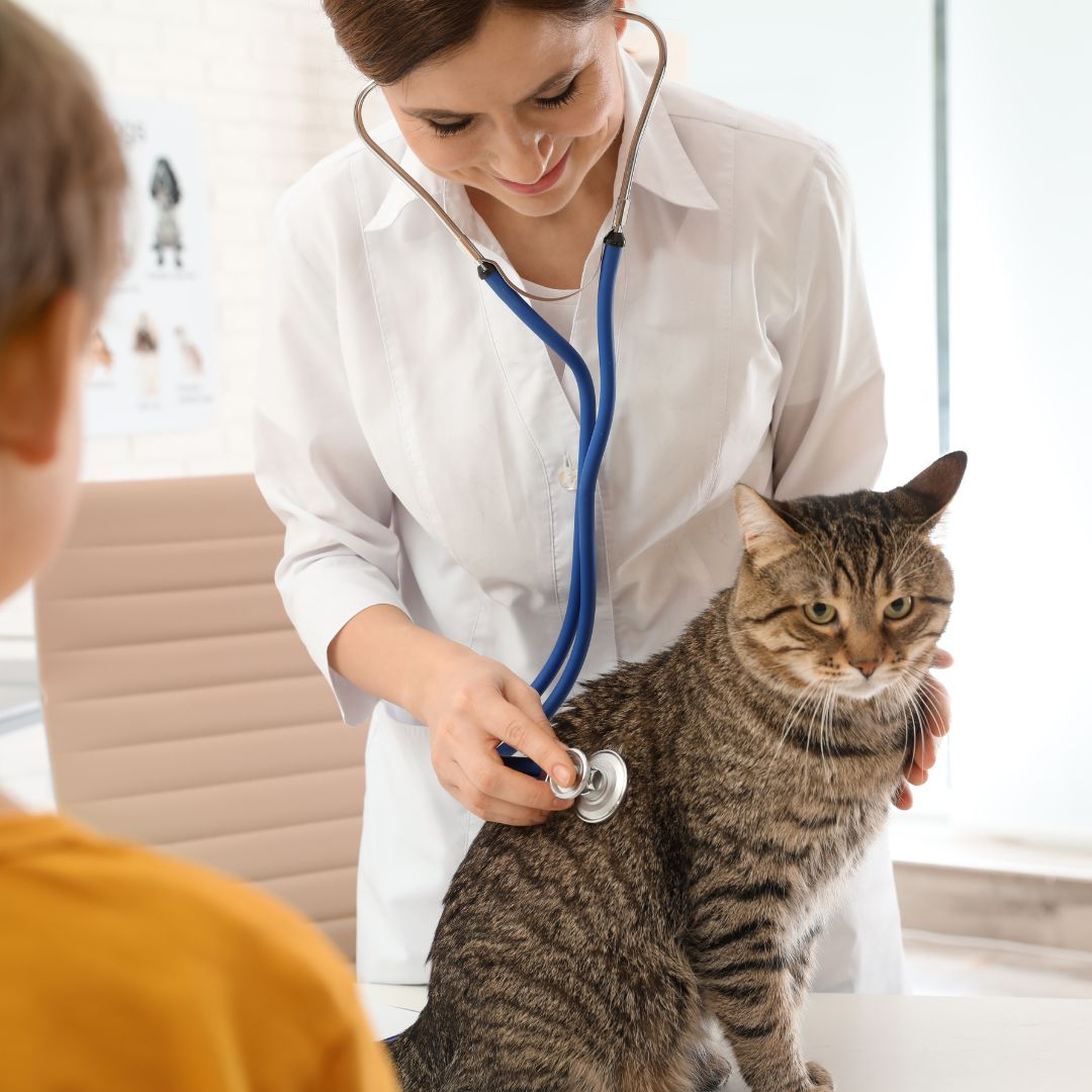 vet listening to a cats heart