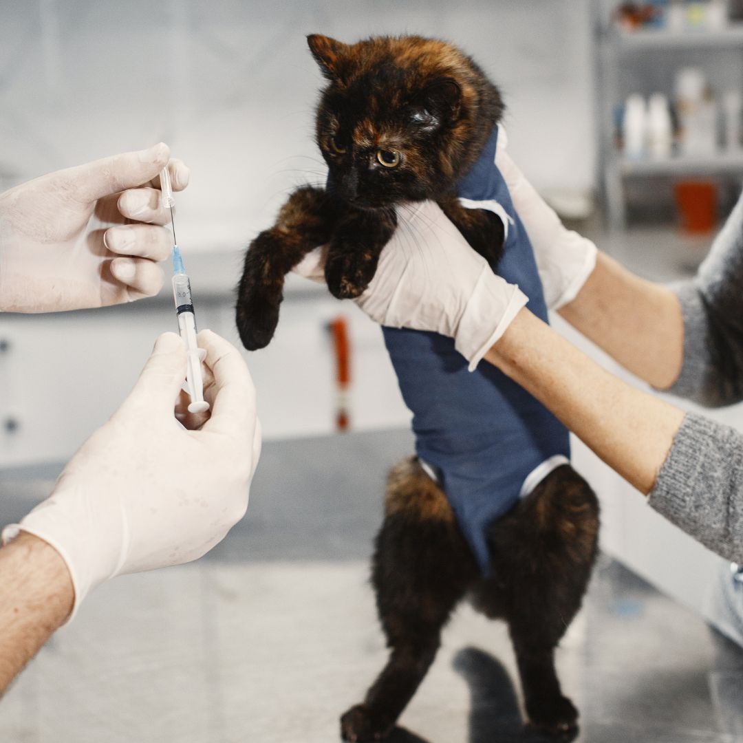cat getting a vaccination