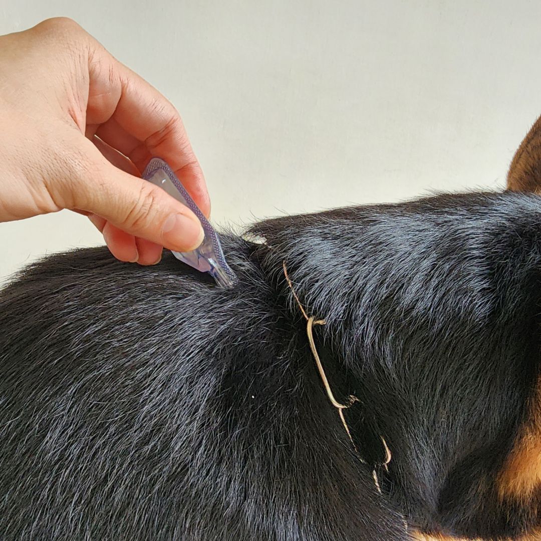 dog getting flea treatment