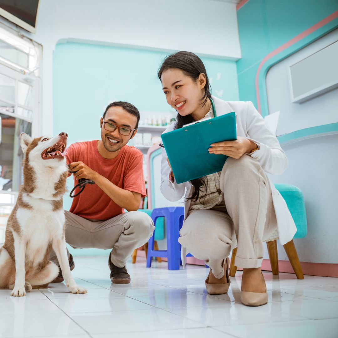 vet looking at dog