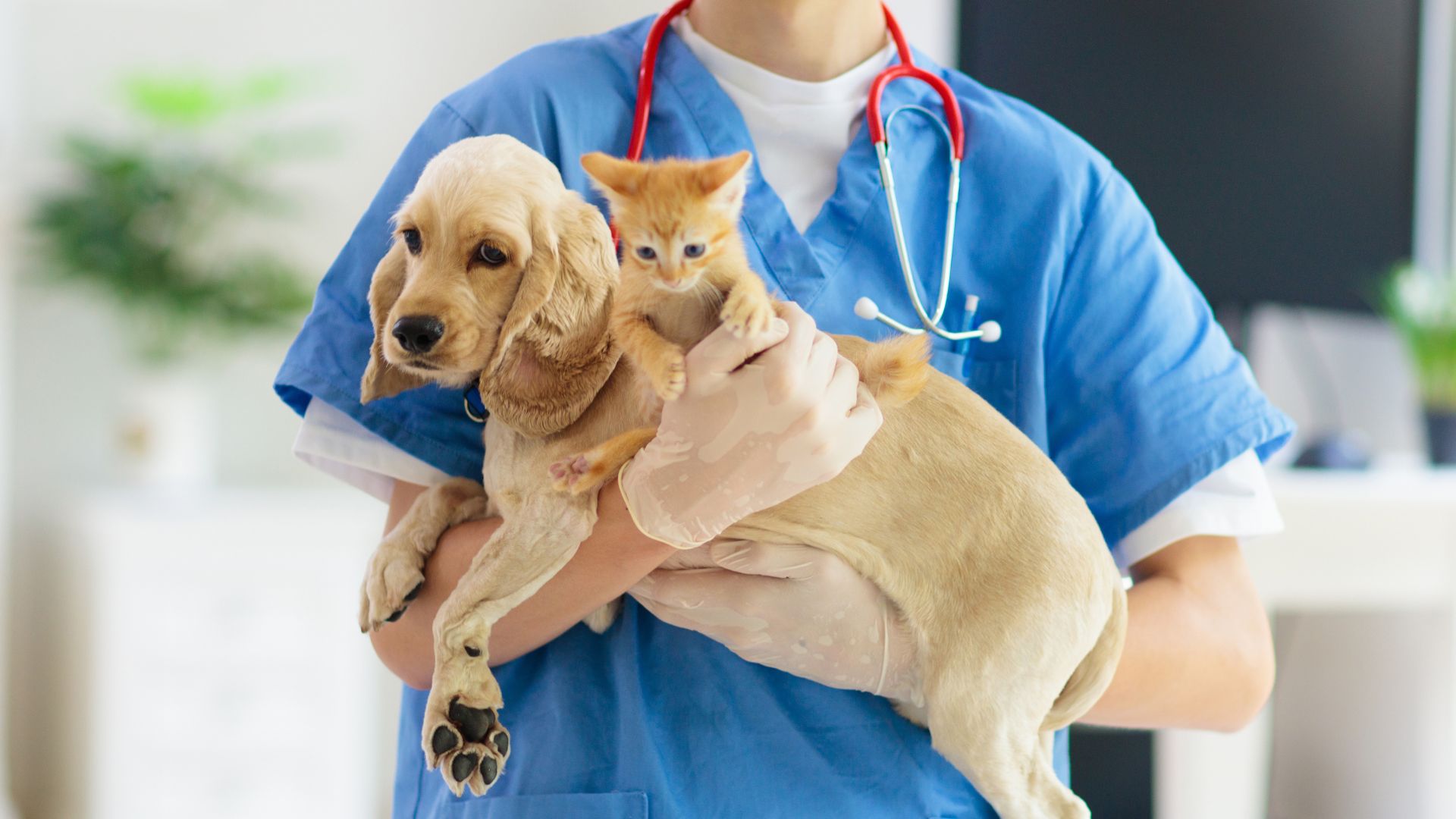 vet carrying a dog and cat