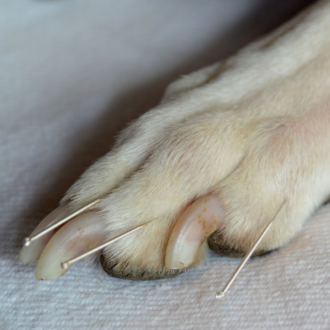 dog acupuncture 