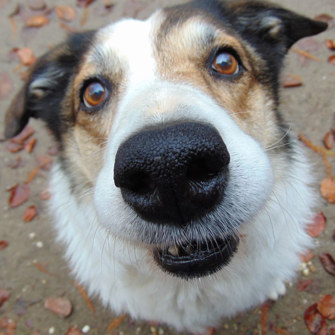 dog looking at the camera