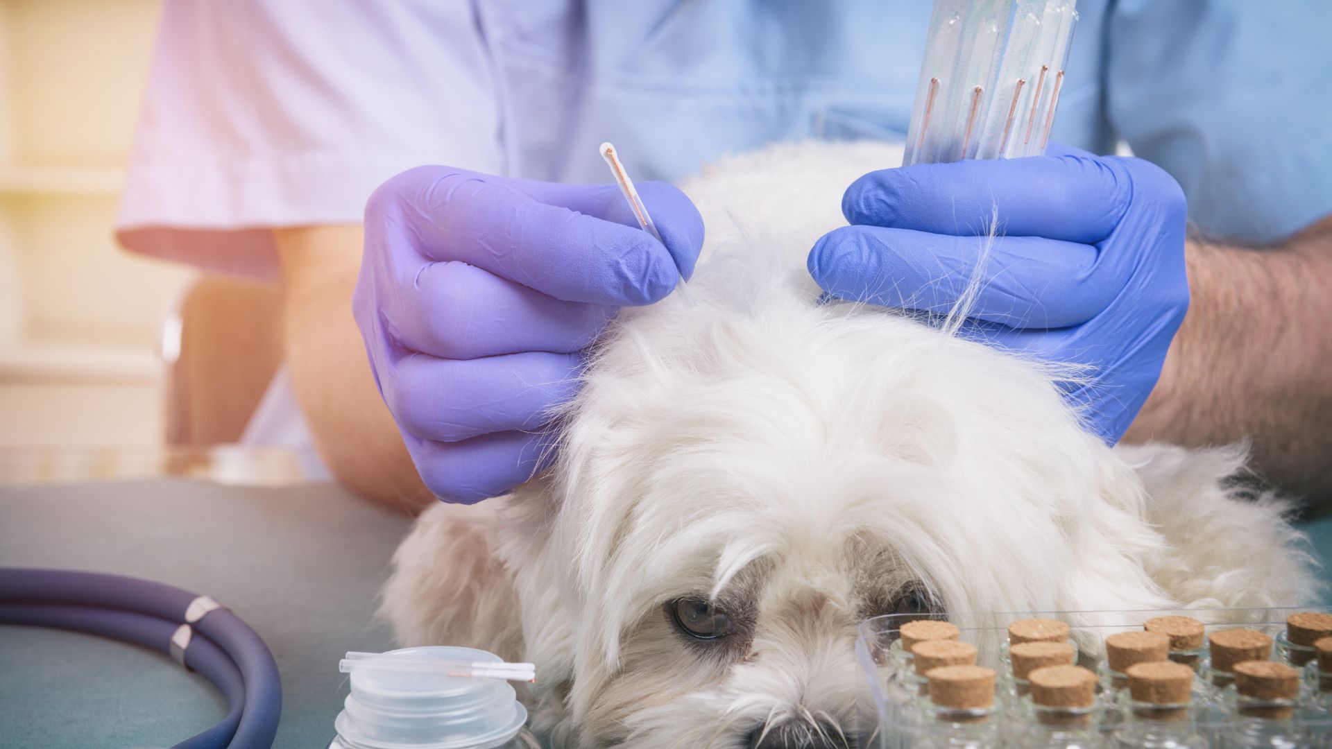 dog acupuncture