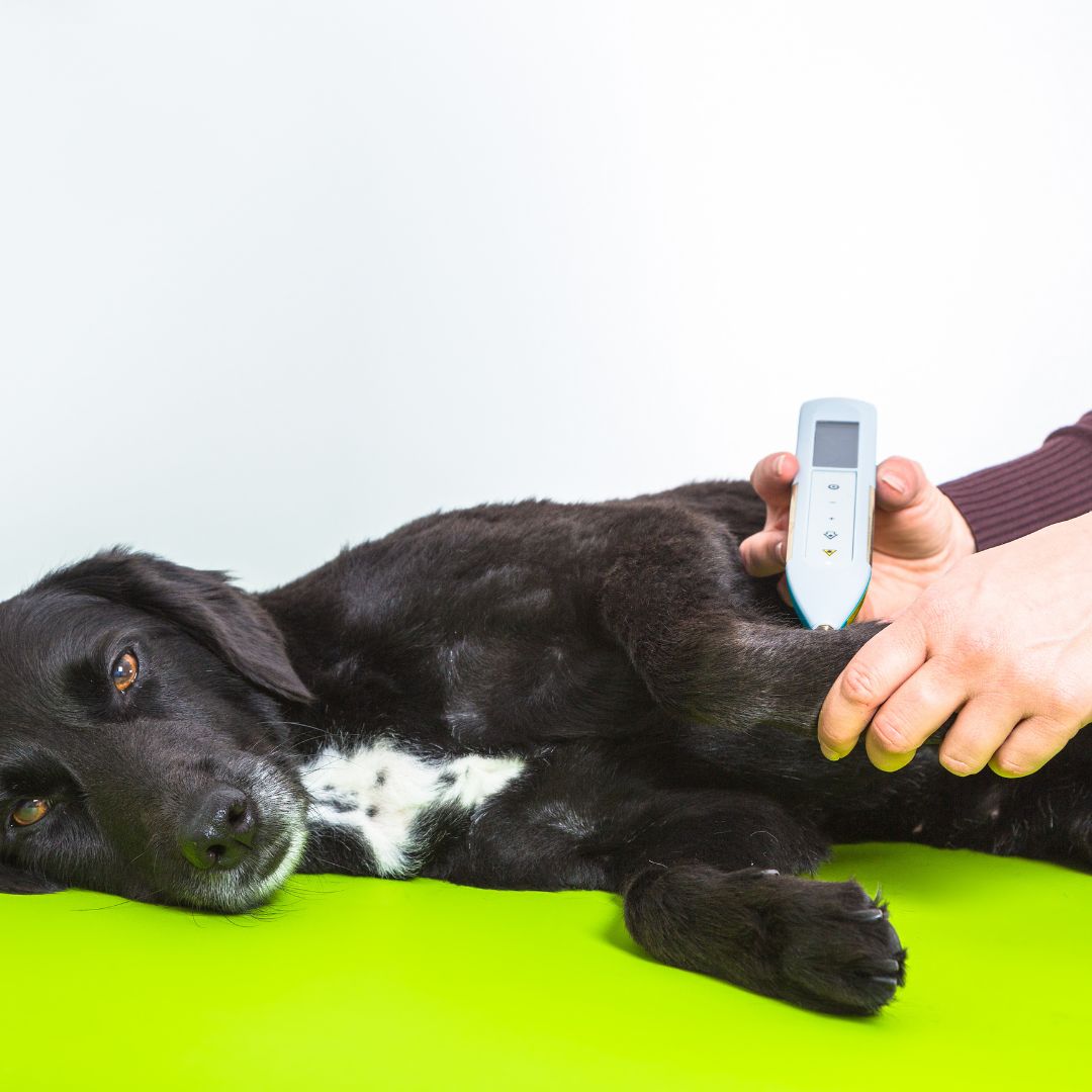 dog getting cold laser therapy