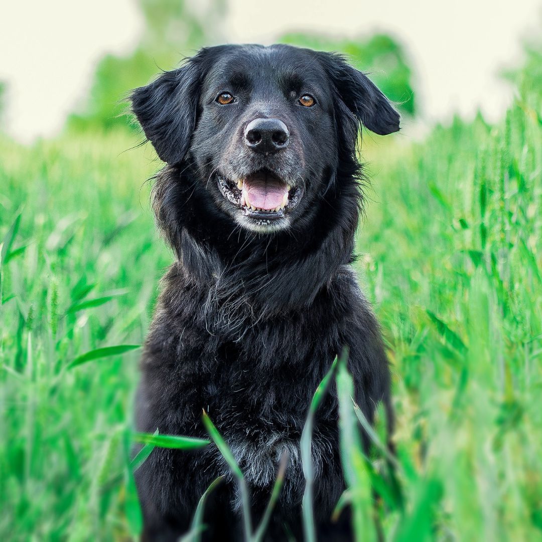 happy black dog