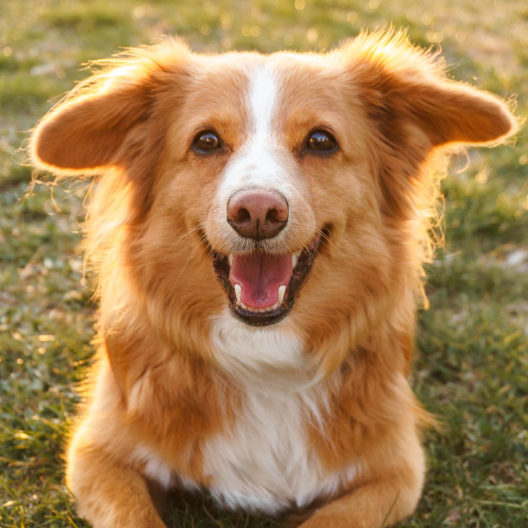 happy doggo