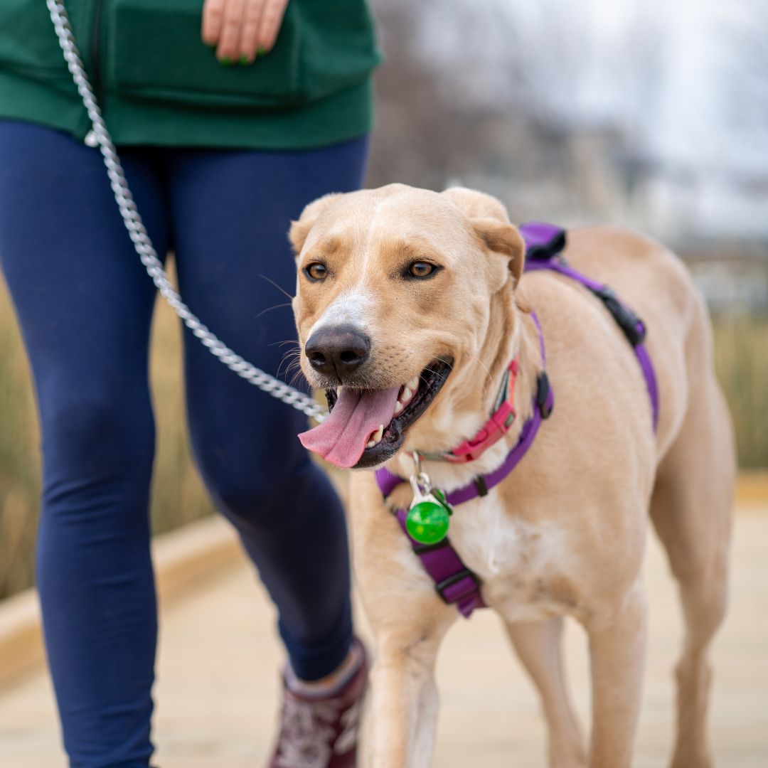 dog going for a walk