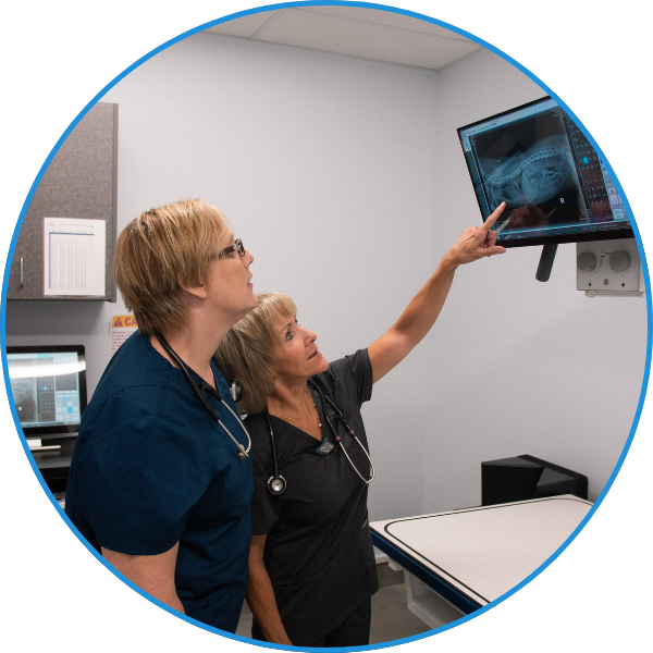 Vets On the Go - Image 2