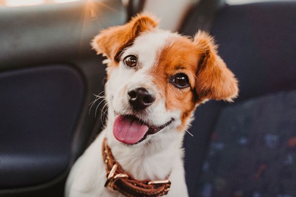 Vets On the Go - Image 3