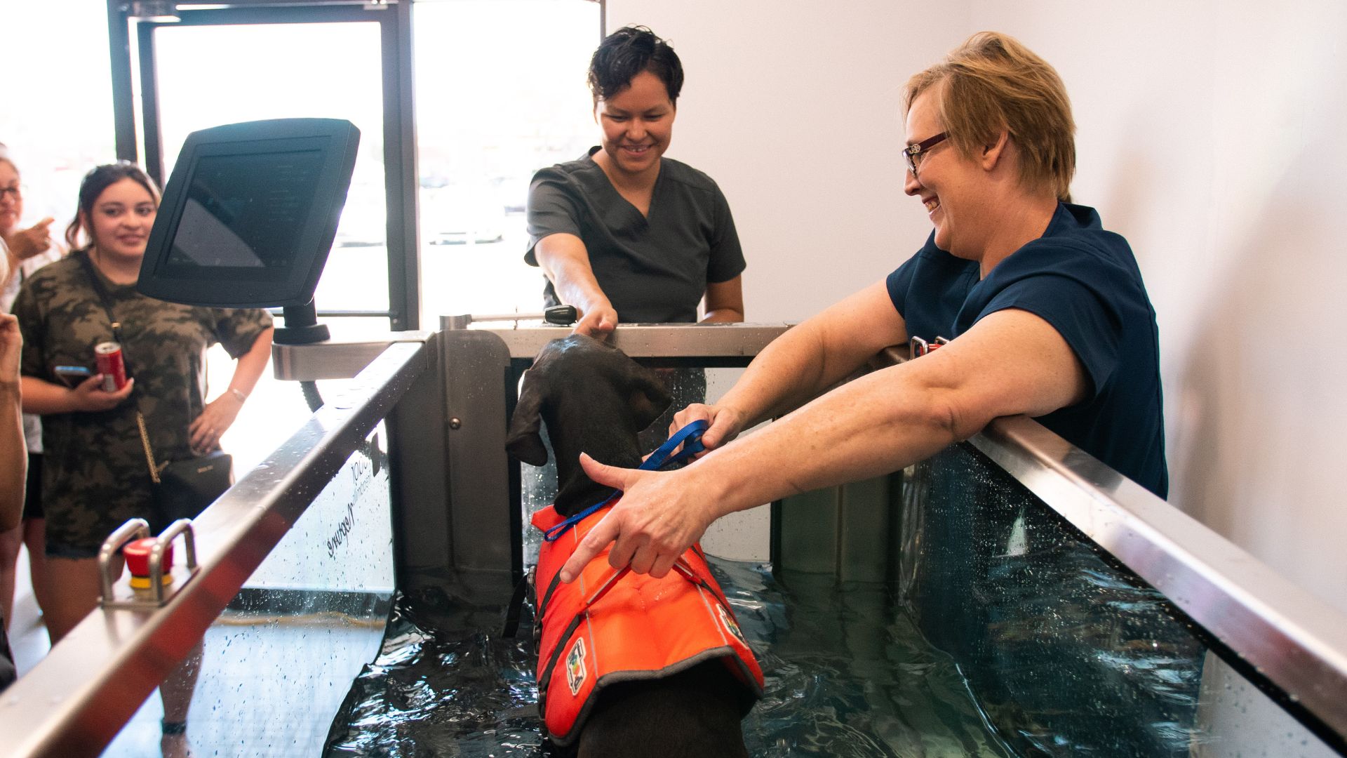 dog in rehabilitation pool/treadmill at grand opening of Paradise Point Animal Hospital