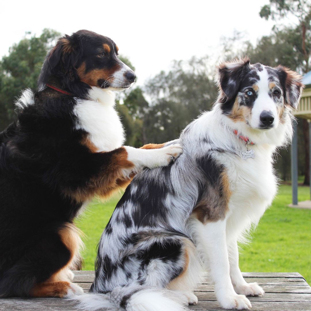 dog massaging other dog's back