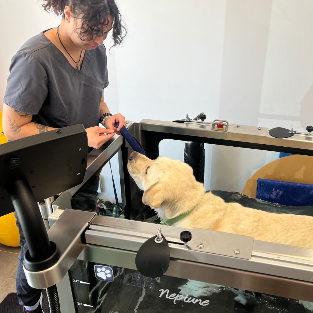 dog in rehabilitation pool/treadmill