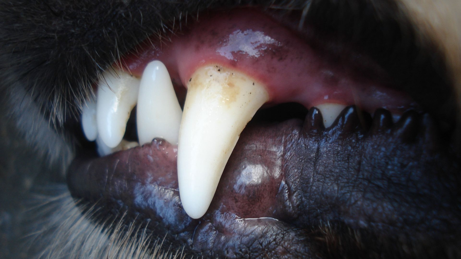 close-up of dog's teeth, needs a little cleaning