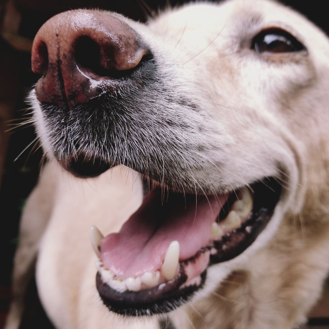 happy dog, mouth open