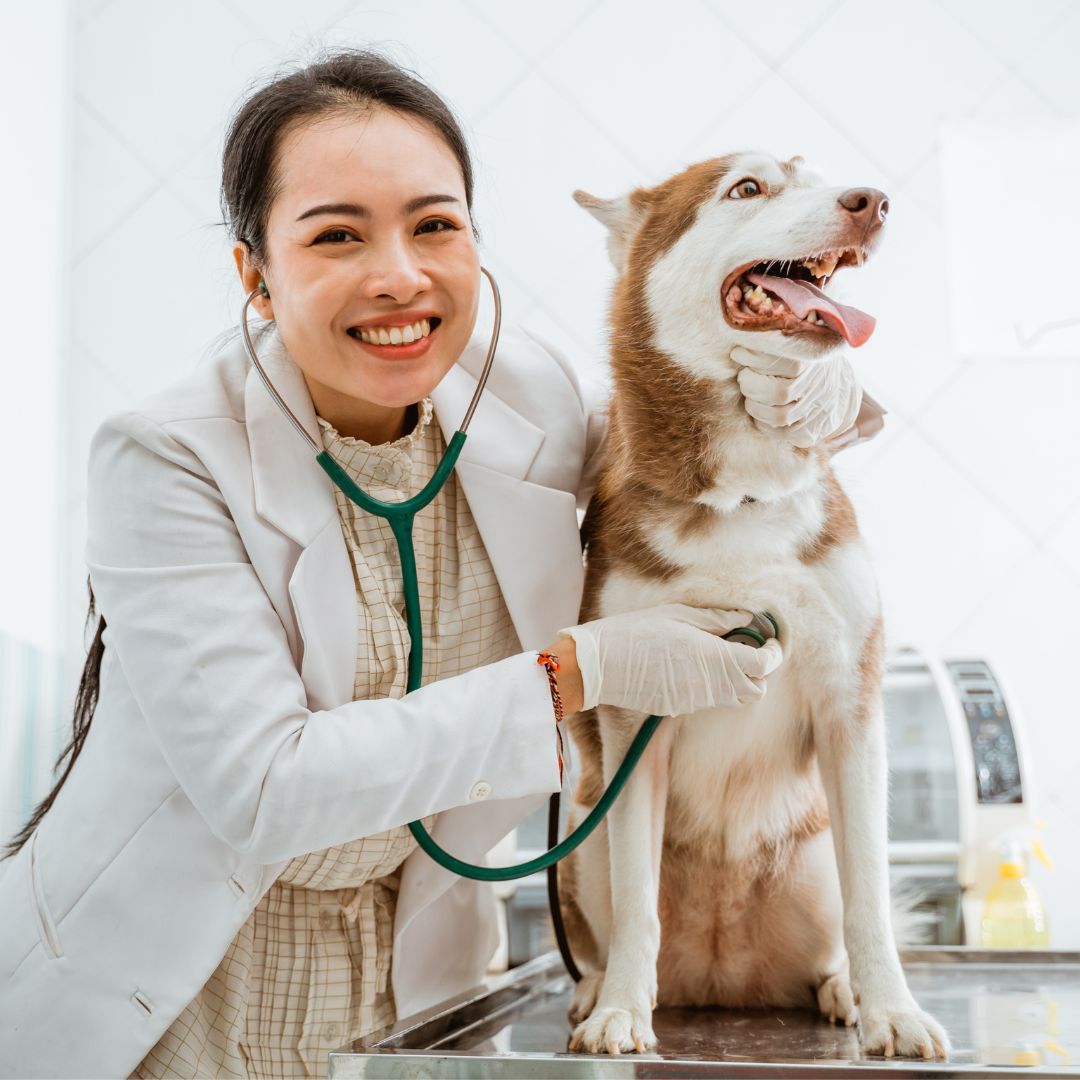 happy vet checking dog with stethoscope